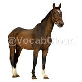 equus caballus Image